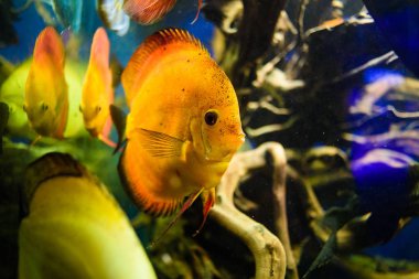 Harika ve güzel sualtı dünya mercan ve tropica