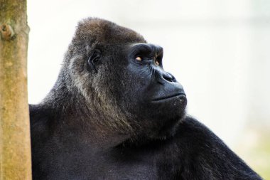 Doğadaki şirin gorilin manzarası