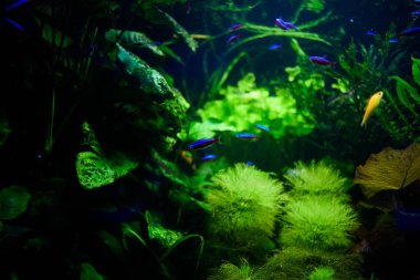 Harika ve güzel sualtı dünya mercan ve tropica