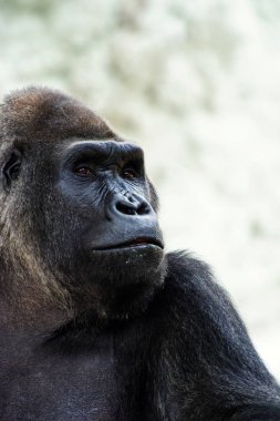 Doğadaki şirin gorilin manzarası