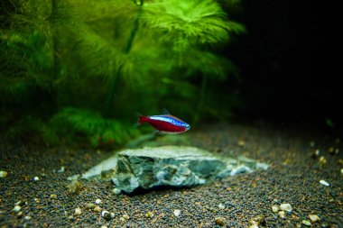 Harika ve güzel sualtı dünya mercan ve tropica