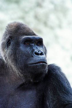 Doğadaki şirin gorilin manzarası