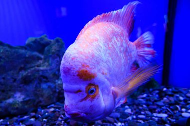 Harika ve güzel sualtı dünya mercan ve tropica