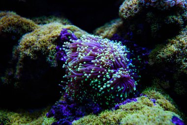 Harika ve güzel sualtı dünya mercan ve tropica