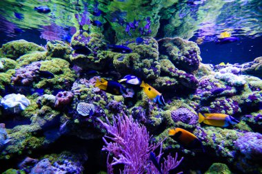 Harika ve güzel sualtı dünya mercan ve tropica