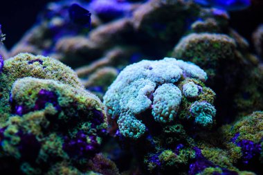 Harika ve güzel sualtı dünya mercan ve tropica