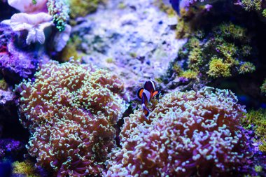 Harika ve güzel sualtı dünya mercan ve tropica