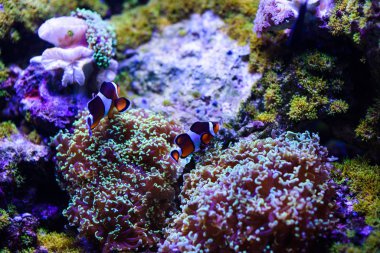 Harika ve güzel sualtı dünya mercan ve tropica