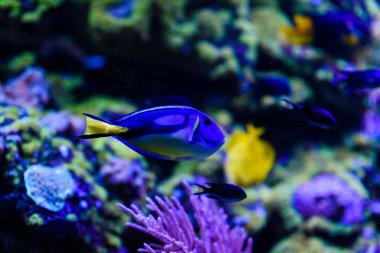 Harika ve güzel sualtı dünya mercan ve tropica