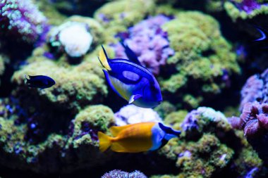 Harika ve güzel sualtı dünya mercan ve tropica