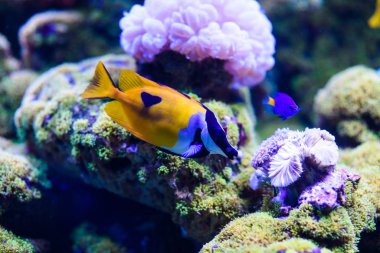 Harika ve güzel sualtı dünya mercan ve tropica