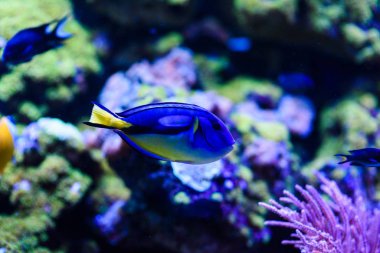 Harika ve güzel sualtı dünya mercan ve tropica