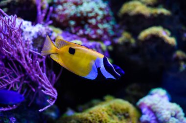 Harika ve güzel sualtı dünya mercan ve tropica