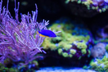 Harika ve güzel sualtı dünya mercan ve tropica