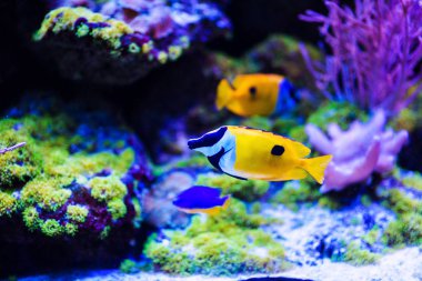 Harika ve güzel sualtı dünya mercan ve tropica