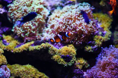 Harika ve güzel sualtı dünya mercan ve tropica