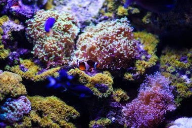 Harika ve güzel sualtı dünya mercan ve tropica