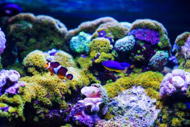 Harika ve güzel sualtı dünya mercan ve tropica