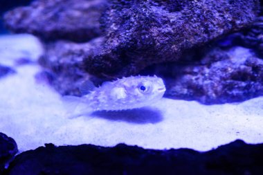 Harika ve güzel sualtı dünya mercan ve tropica