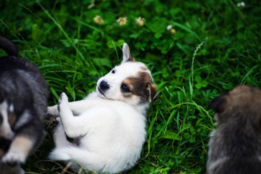 Yeşil çimlerde sevimli köpek yavrusu