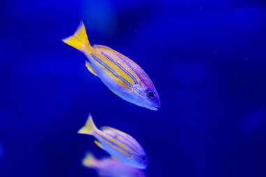 Harika ve güzel sualtı dünya ile tropikal balık.