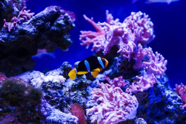 Harika ve güzel sualtı dünya mercan ve tropica