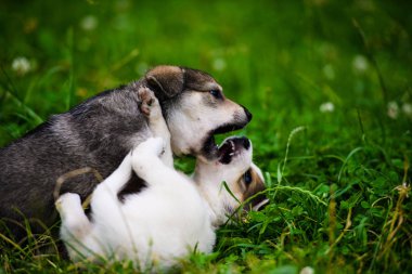 Yeşil çimlerde sevimli köpek yavrusu