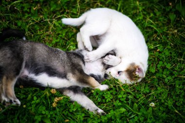 Yeşil çimlerde sevimli köpek yavrusu