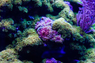 Harika ve güzel sualtı dünya mercan ve tropica