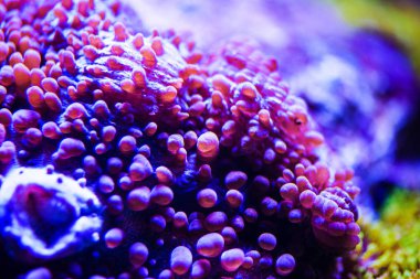 Harika ve güzel sualtı dünya mercan ve tropica