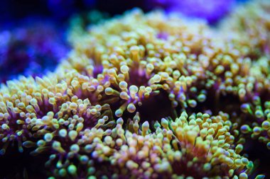 Harika ve güzel sualtı dünya mercan ve tropica