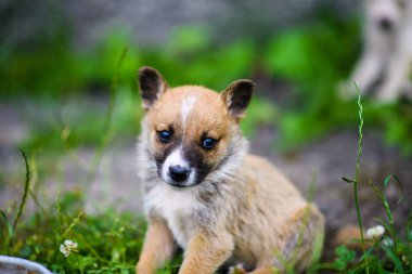 Yeşil çimlerde sevimli köpek yavrusu