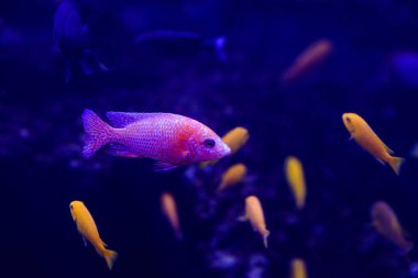 Harika ve güzel sualtı dünya mercan ve tropica