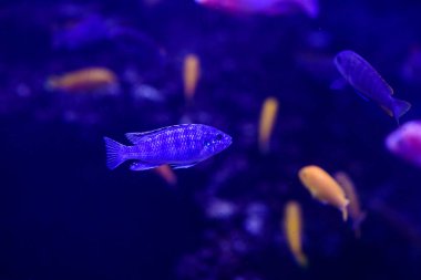 Harika ve güzel sualtı dünya mercan ve tropica