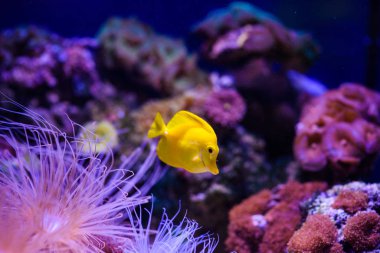 Harika ve güzel sualtı dünya mercan ve tropica