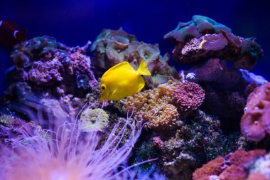 Harika ve güzel sualtı dünya mercan ve tropica