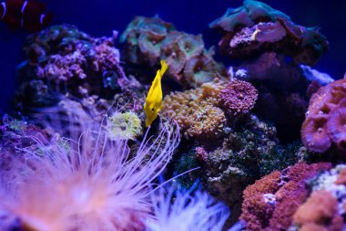 Harika ve güzel sualtı dünya mercan ve tropica