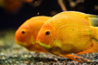 Harika ve güzel sualtı dünya mercan ve tropica