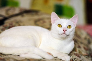 Şirin kedi, seçici odaklanma.