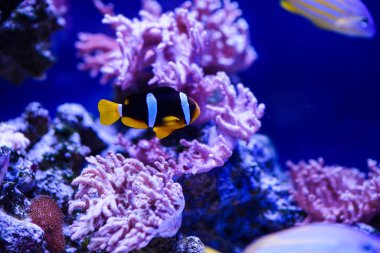 Harika ve güzel sualtı dünya mercan ve tropica