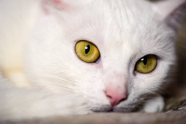 Şirin kedi, seçici odaklanma.