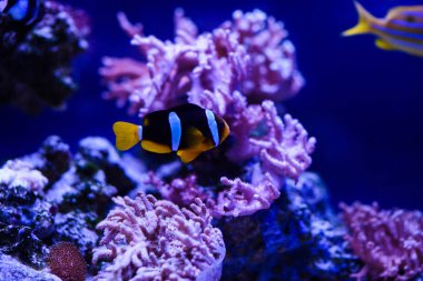 Harika ve güzel sualtı dünya mercan ve tropica