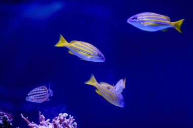 Harika ve güzel sualtı dünya mercan ve tropica