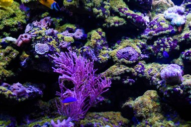 Harika ve güzel sualtı dünya mercan ve tropica