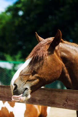 Güzel at günü çekimi.