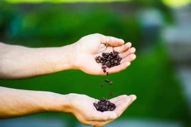 adam elinde kahve çekirdekleri