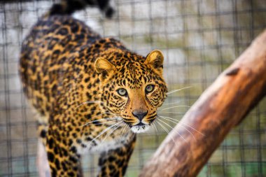 leopar portre