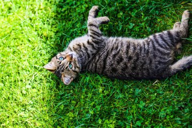 Yeşil çimenlikteki sevimli kedi