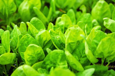 bahçede ıspanak yaprakları