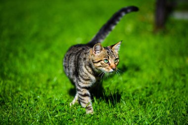 Yeşil çimenlikteki sevimli kedi